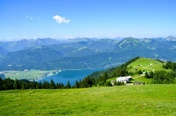 Green Grass Field