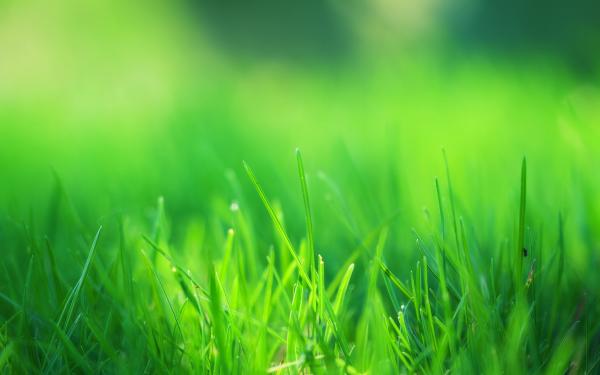 Green Grass Field