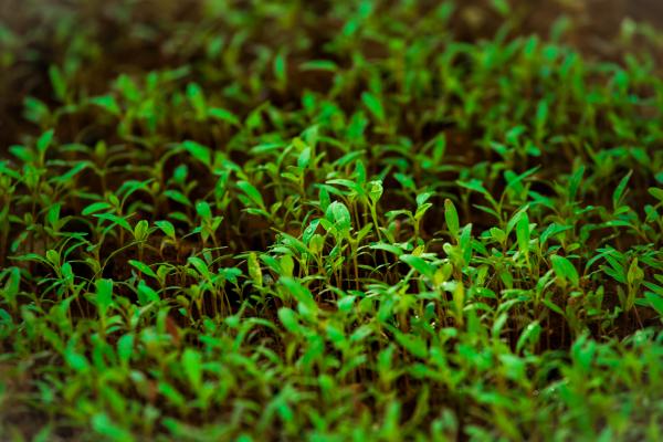 Green Grass in Tilt Shift Lens Photography