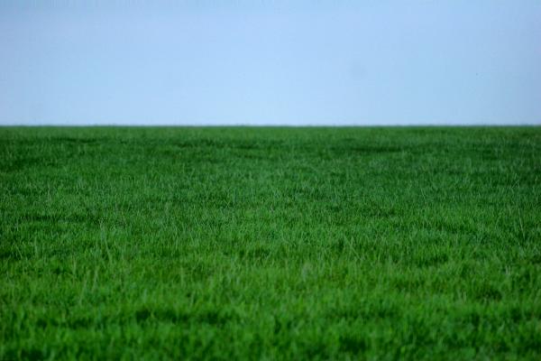 Green Grass Lawn
