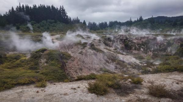 Green Grasses With Smokes and Green Trees