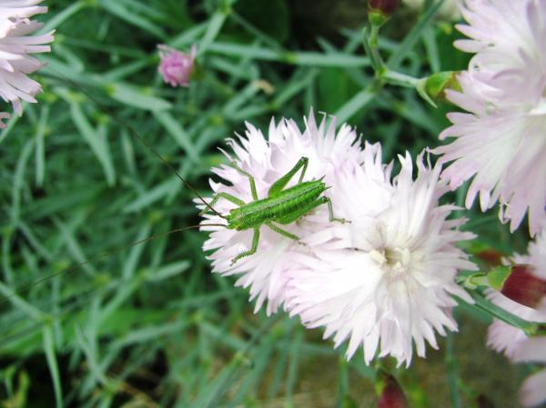 Green grasshopper on cloves