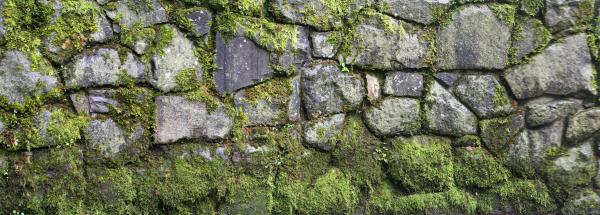 Moss on stone