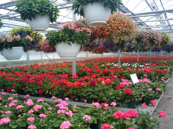 Green house flower