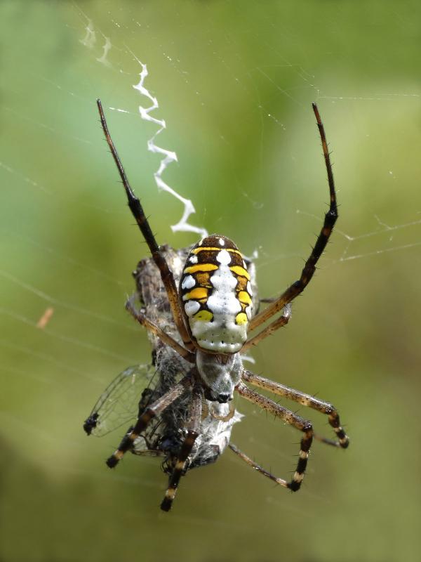 Orbweaver