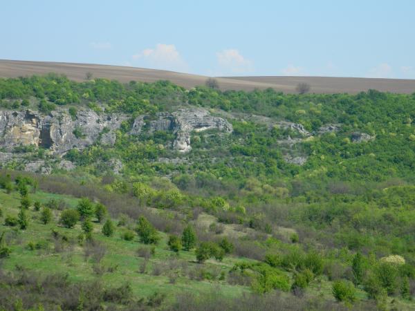 Green Landscape