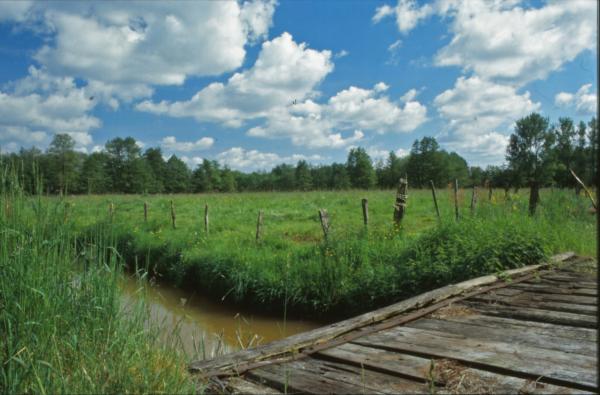 Green Landscape
