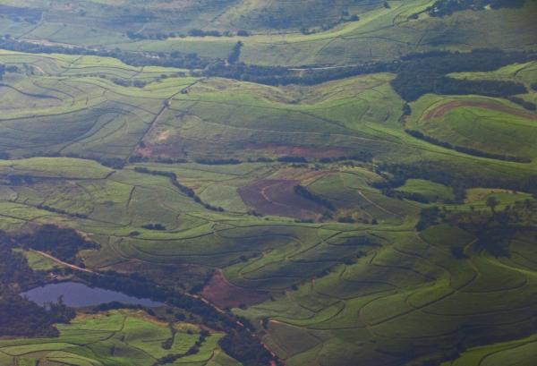 Green landscape view from the plane