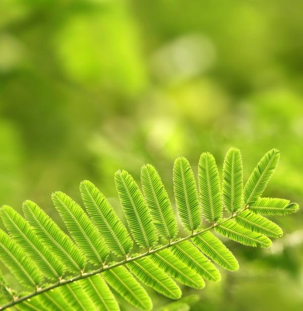 Green leaf