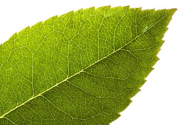 Green Leaf