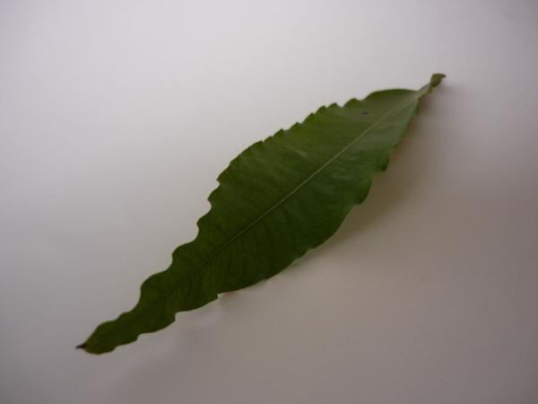 Green Leaf