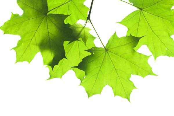 Green leaf