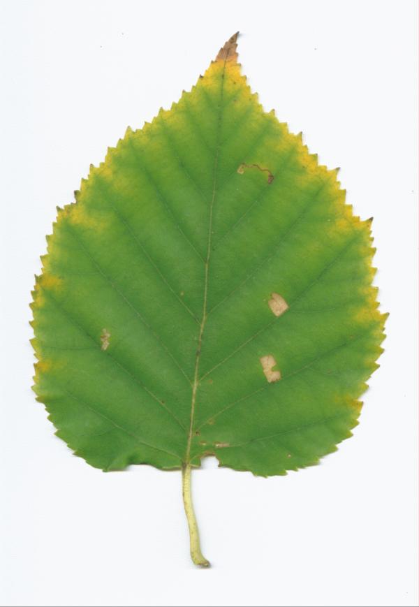 Green leaf