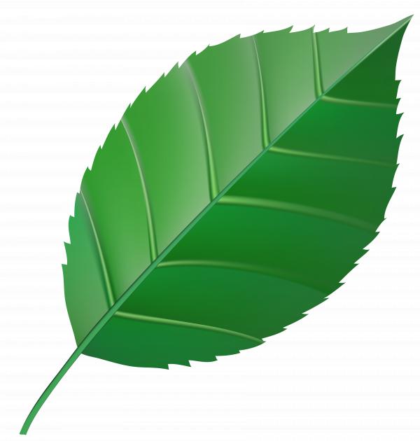 Leaf