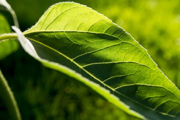 Green leaf closeup
