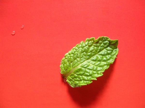Green leaf on red background