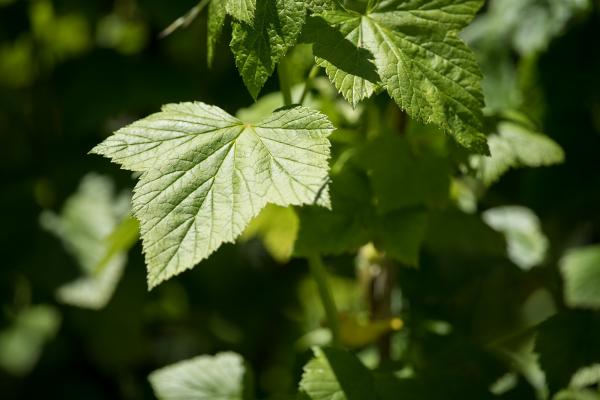 Green Leaf Plant