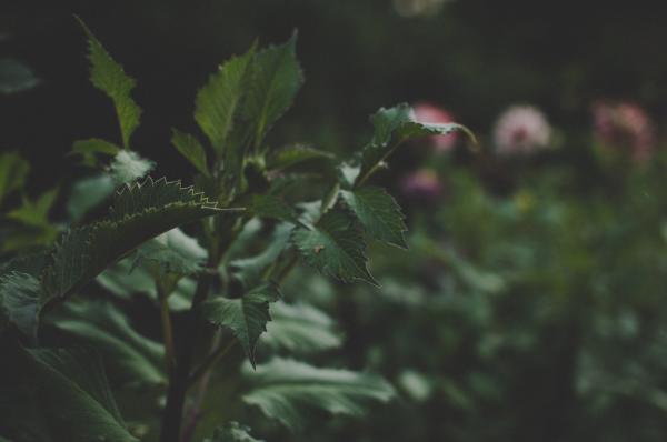 Green Leaf Plant