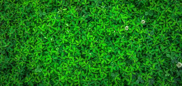 Green Leaf Plant
