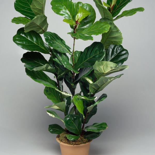 Green Leaf Plant