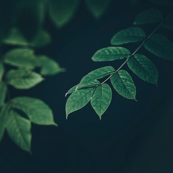 Green Leaf Plants