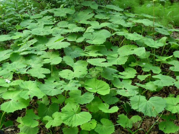Green Plants
