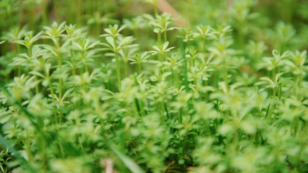Green Leaf Plants