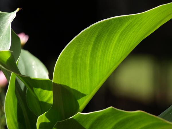 Green Leaf Plants