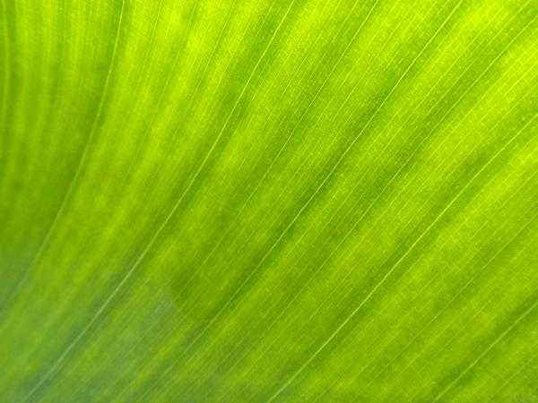 Green Leaf Texture