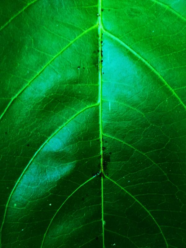 Green Leaf Texture