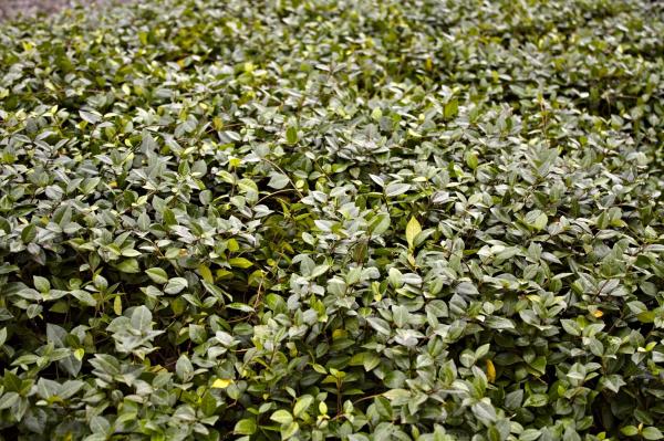 Green leaf texture