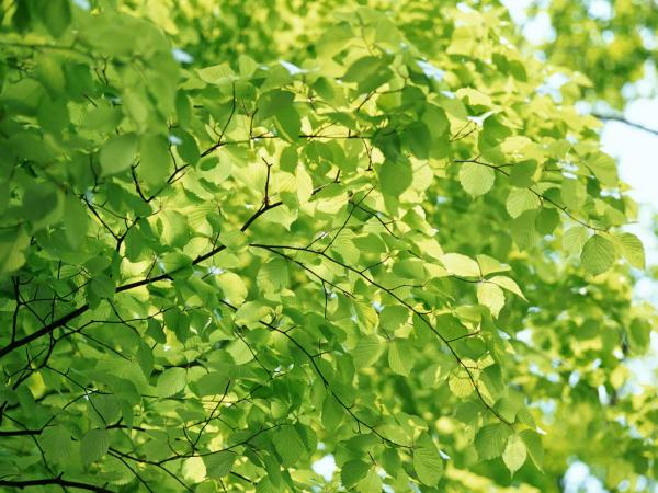 Green Leaves