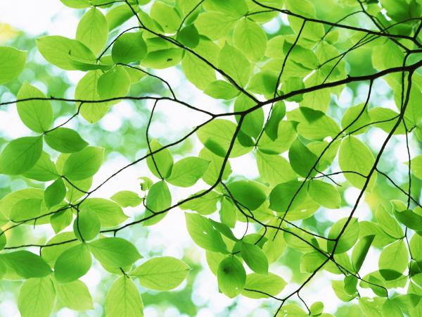 Green leaves