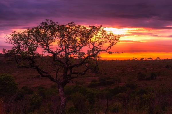 Green Leaf Tree at the Center of Green and Brown Field during Sunset