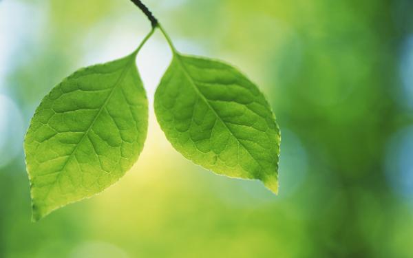 Green leafs