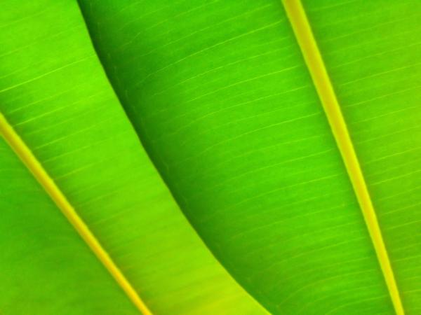 Green leafs