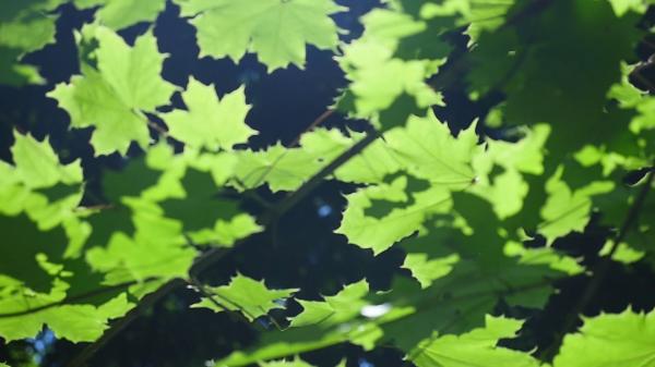 Green Leafs