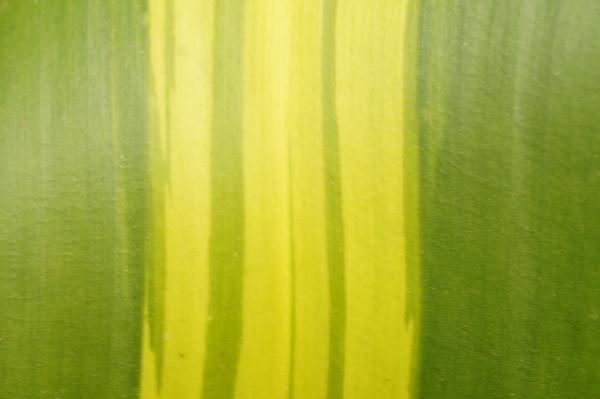 Green leave