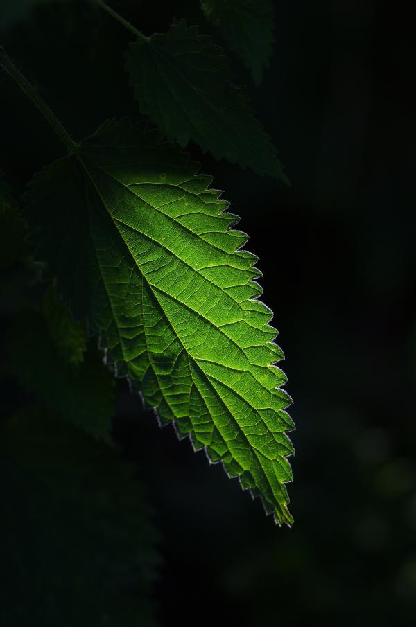 Green Leaved Plants
