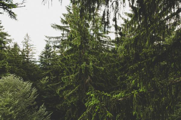 Green Leaved Trees during Daytime