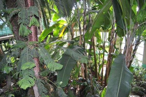 Green Leaves
