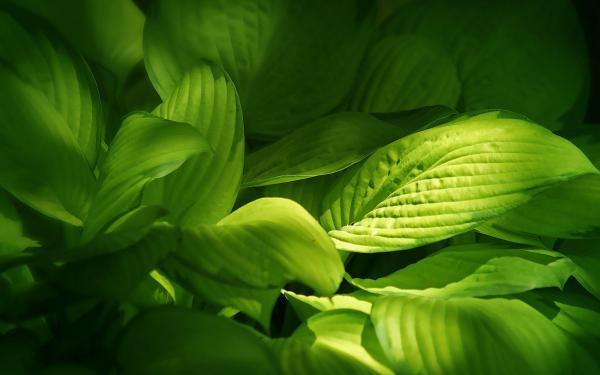Green Leaves