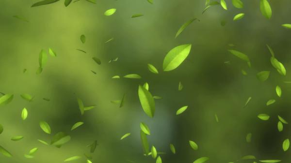 Green Leaves