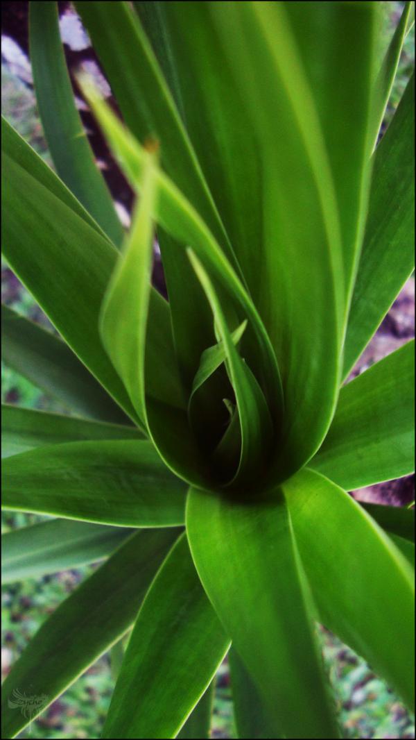 Green Leaves