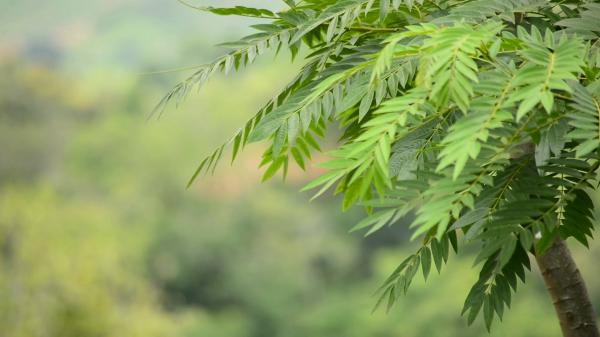 Green leaves