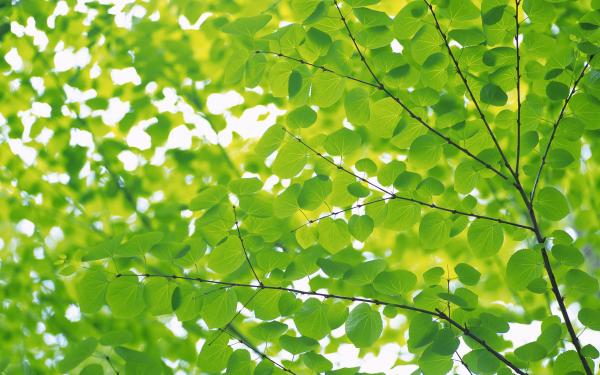 Green leaves