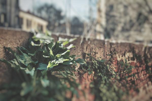 Green Leaves on Pavement