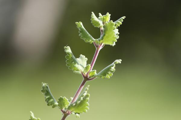 Green leaves up close
