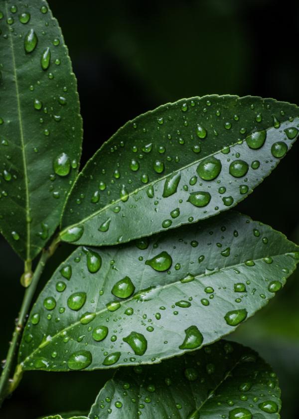 Green Leaves With Water Drops