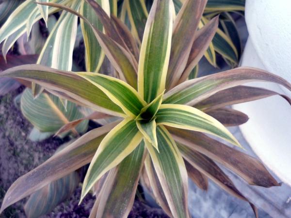 Green Leaves with Yellow outline